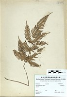 藏品(紅柄鳳尾蕨)的圖片